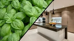 Tuto rostlinu musíte mít v kuchyni, pokud chcete přirozeně odpuzovat mouchy.