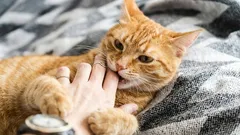 Proč vaše mrouskající kočka kouše, když ji hladíte, a jak tomu zabránit?