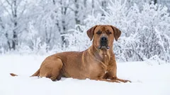 Proč si broholmers získali oblibu u nás i ve světě