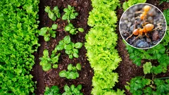 Jak se zbavit mravenců v posteli: triky, které fungují