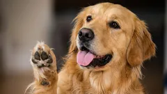 Čisté tlapky za 5 minut: jednoduchý návod pro majitele psů - zimní procházky už nejsou utrpením