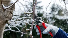 Lednový trik zahradníků. Dělají to uprostřed zimy a dosahují rekordních sklizní.